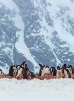 با تور مجازی از رویداد هنری قطب جنوب بازدید کنید