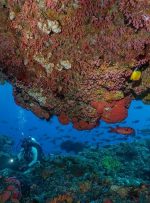 با تور مجازی به اعماق آب‌های جزیره کومودو سفر کنید