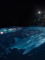 با تور مجازی به دیدن کوسه نهنگ ها در آب‌های مالدیو بروید