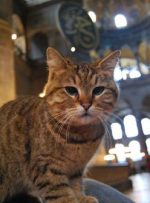 با گربه مشهور مسجد ایاصوفیه استانبول آشنا شوید