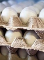 بازار تخم مرغ آرام می‌گیرد