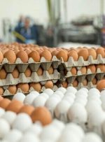 نرخ مصوب تخم مرغ در میادین میوه و تره بار چقدر است؟