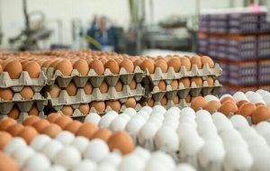 قیمت هر کیلو تخم مرغ درب مرغداری چقدر است؟