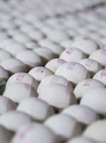 واگذاری عرضه تخم مرغ بسته بندی به انجمن تولیدکنندگان