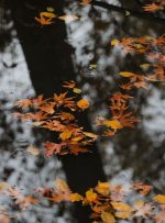 تصاویر | پاییز تماشایی جماران