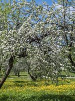 تور مجازی شکوفه‌ های سیب در مجموعه کولومنسکه مسکو