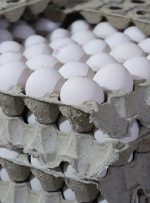 توضیح معاون وزیر جهادکشاورزی درباره تخم‌مرغ بسته‌بندی