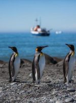در تور مجازی قطب جنوب شاه پنگوئن‌ها را تماشا کنید