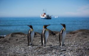 در تور مجازی قطب جنوب شاه پنگوئن‌ها را تماشا کنید