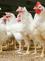 فناوری جدید جایگزین گوشت؛ پَر مرغ میل دارید؟