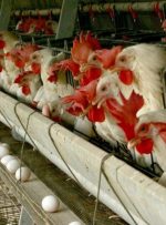 مرغداران خواستار افزایش نرخ مصوب مرغ شدند