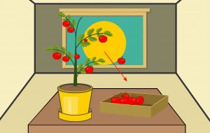 نحوه پرورش گوجه فرنگی در گلدان