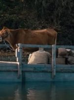 «نخستین گاو» را ببینید – خبرآنلاین