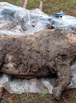 کشف کرگدن ۳۴هزار ساله در سیبری