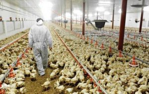 ۹ استان درگیر آنفلوآنزای پرندگان/ پاسخ به گلایه کمبود تخم مرغ در بازار