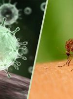 آیا داروی مالاریا بیماری کرونا را درمان می‌کند؟