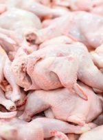 سرانه مصرف مرغ در کشور چند کیلوگرم است؟