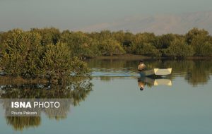 ایسنا – ایران زیباست؛ جنگل‌ «حرا»