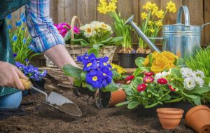 باغچه‌‌های زمستانی را به استقبال بهار ببریم