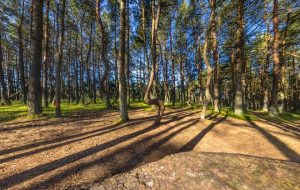 تور مجازی تپه کرونین ؛ پل پرندگان قاره سبز