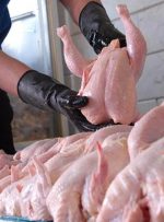توزیع روزانه ۱۰۰۰ تن مرغ به قیمت مصوب در استان تهران