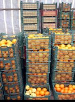 از هفته آینده صورت می گیرد: توزیع ۳ هزار تن میوه نوروزی در استان تهران