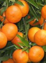 افزایش ۱۰برابری قیمت پرتقال از باغ تا مغازه