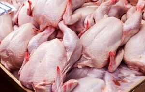 مرغ از ممنوع الخروجی تا ورود با ارز ۴۲۰۰