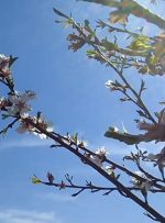 ویدئو / شکوفه‌های بهاری در کوچه‌ باغ‌های «درجزین»