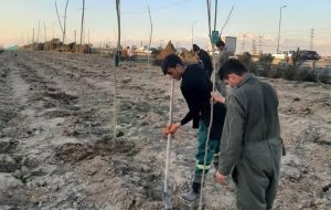 کاشت ۲ هزار درخت در مسیر فرودگاه امام (ره) تا عوارضی قم کاشت ۲ هزار درخت در مسیر فرودگاه امام (ره) تا عوارضی قم