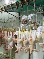 ابلاغ حقوق 2500 یورویی ناظران شرعی واردات مرغ از ترکیه
