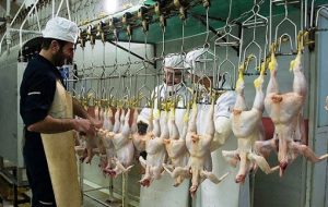 ابلاغ حقوق 2500 یورویی ناظران شرعی واردات مرغ از ترکیه