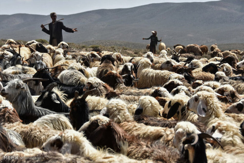 دام‌های مولد کیلویی چند از دامدار خریداری می شوند؟