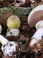 روش تشخیص قارچ سمی از خوراکی