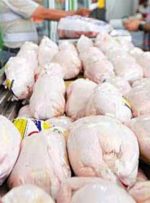 فروش مجدد مرغ قطعه بندی از امروز /  توزیع گسترده مرغ با نرخ مصوب