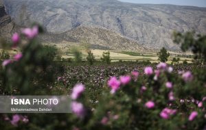 فصل گل و گلاب در فراق گردشگر