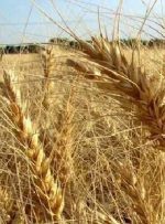 قیمت پیشنهادی برای خرید تضمینی گندم اعلام شد