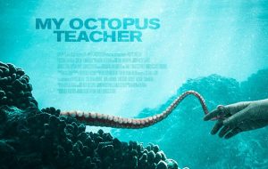 نگاهی به مستند My Octopus Teacher – نامه‌ای عاشقانه به دامان طبیعت