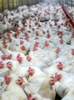۳۰ هزار تن مرغ مازاد در کشور داریم! آیا مرغ ارزان می شود؟
