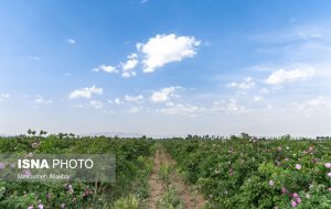 برداشت گل محمدی در مزارع شهرستان «ساوجبلاغ»