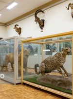 خاص‌ترین موزه جانور شناسی ایران