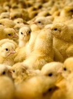 دومینوی گرانی و نابودی تولید؛ از مرغ تا جوجه