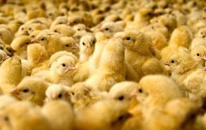 دومینوی گرانی و نابودی تولید؛ از مرغ تا جوجه