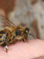 فوایدی که نیش زنبور دارد و شما نمیدانید