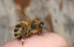 فوایدی که نیش زنبور دارد و شما نمیدانید