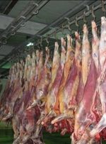 آخرین قیمت گوشت قرمز در بازار/ گوشت گوساله گران شد