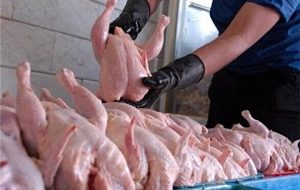 آیا واسطه ها از بازار مرغ حذف میشوند؟