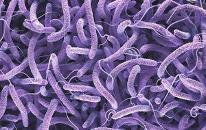 توضیحی درباره شایعات بروز وبا و وجود انگل در آب اهواز