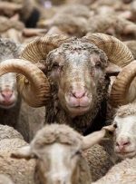 هشدار رییس اتحادیه گوشت گوسفندی به کشتار بره‌های ماده/ وضعیت بازار گوشت در هفته‌های آینده