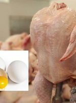 تخم مرغ گوی گرانی را از مرغ ربود